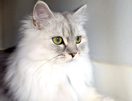 British Longhair Silver Kedime Eş Arıyorum - 118969489