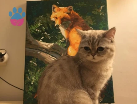 British 2 Yaşında Eş Arıyor