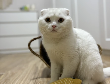Scottish Fold 9 aylık Erkek Kedi - 118977640
