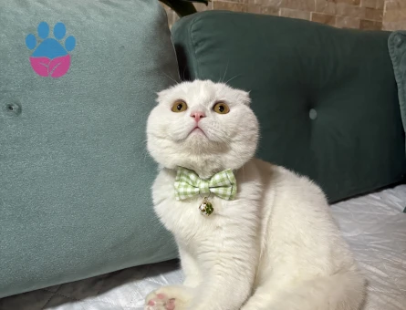 Scottish Fold 9 aylık Erkek Kedi