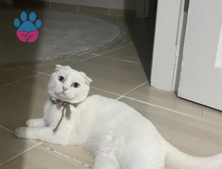 Scothis kızımıza eş arıyoruz