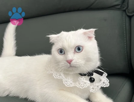 Scothis kızımıza eş arıyoruz