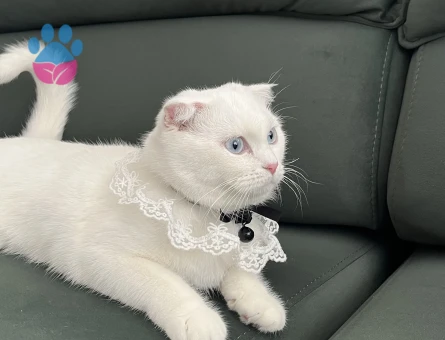 Scothis kızımıza eş arıyoruz