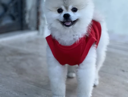Pomeranian Bo - 118977645