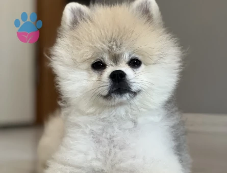 Pomeranian Bo