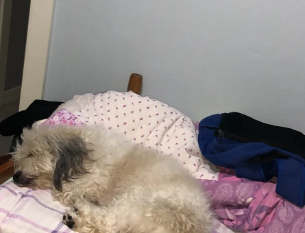 4 yaş erkek Malta terrier - 118977646