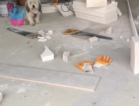 4 yaş erkek Malta terrier