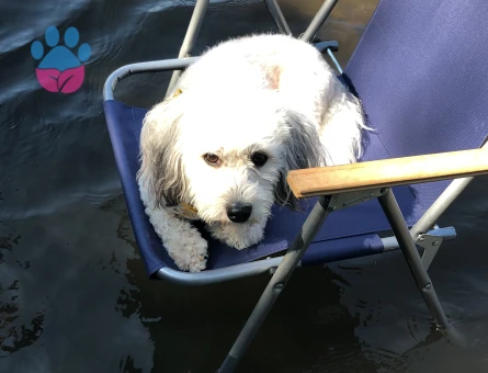 4 yaş erkek Malta terrier