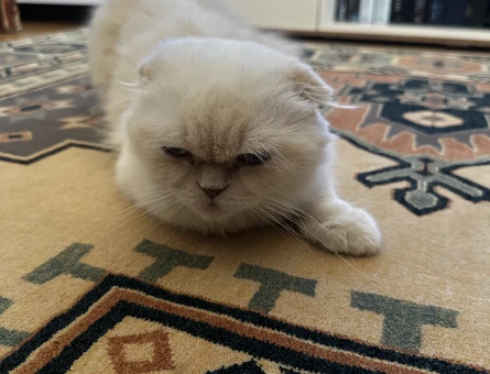 Kızımıza eş arıyoruz (Scottish fold longhair) - 118977647