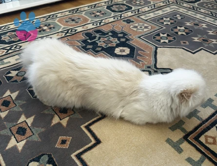 Kızımıza eş arıyoruz (Scottish fold longhair)