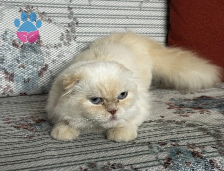 Kızımıza eş arıyoruz (Scottish fold longhair)