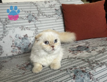 Kızımıza eş arıyoruz (Scottish fold longhair)