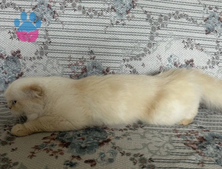 Kızımıza eş arıyoruz (Scottish fold longhair)