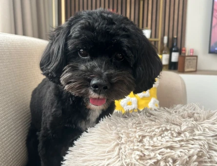 Oğlumuza eş arıyoruz standart Poodle - 118977648