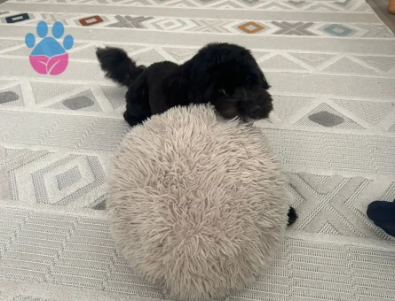 Oğlumuza eş arıyoruz standart Poodle