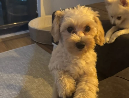 Maltipoo eş - 118977649