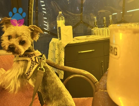 Yorkshire Terrier Şurup 1 Yaşında - 118984075