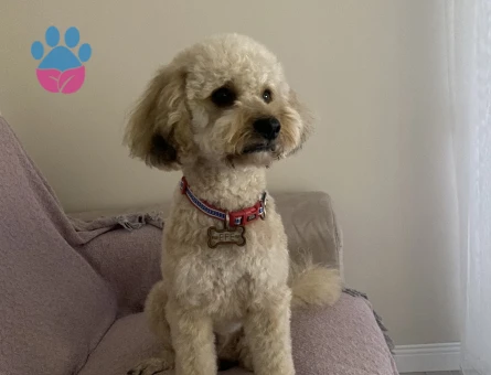 Toy Poodle Efe’mize Eş arıyoruz