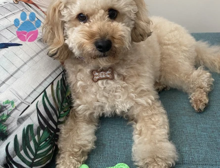Toy Poodle Efe’mize Eş arıyoruz
