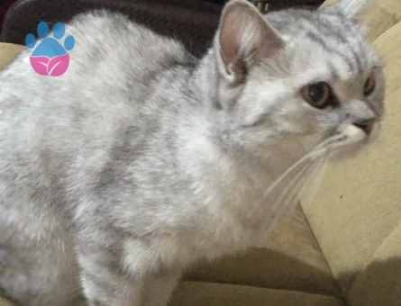 British Shorthair Şila Yuva Arıyor