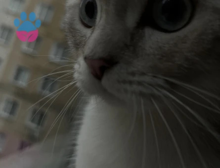 Scottish Fold Kedime eş arıyorum