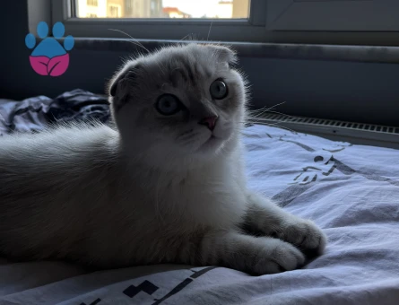 Scottish Fold Kedime eş arıyorum - 118984080