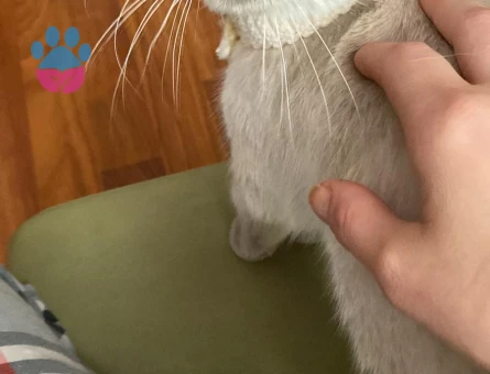 Kızımıza eş aramaktayız