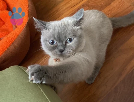 Kızımıza eş aramaktayız