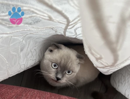 Scottish Fold Kedime Acil Eş Aranıyor