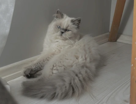 British Longhair 1 Yaşında Eş Arıyor - 118970130