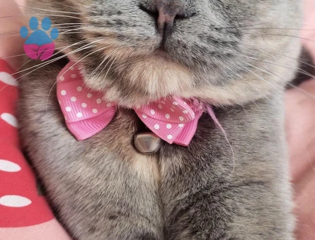 Scottish fold dişi kedimiz eş arıyor