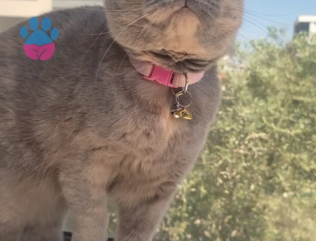 Scottish fold dişi kedimiz eş arıyor