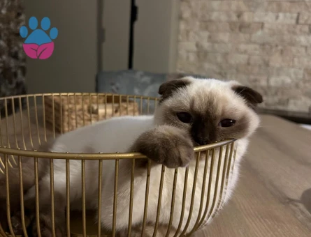 Sütlaç anne olmak istiyor damat aranıyor