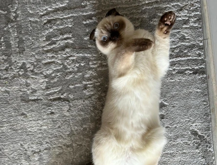 British Shorthair Kedimiz sütlaç damat aranıyor - 118970136
