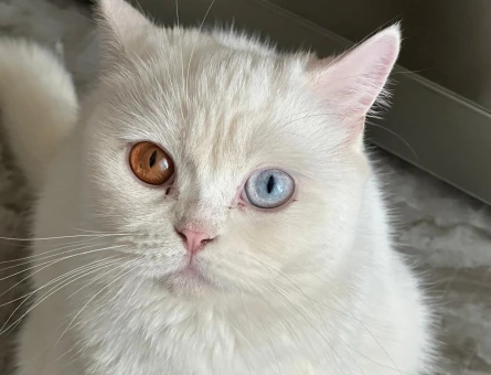 British Shorthair 1,5 Yaşında Eş Arıyor - 118970137