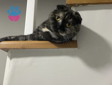 1,5 yaşında dişi Scottish Eş Arıyor