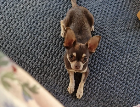 Chihuahua Din'o ya Dişi Eş Arıyoruz - 118970148