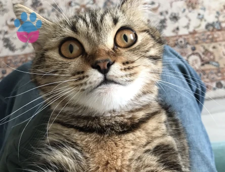 british bengal kırması dişi kedimize eş