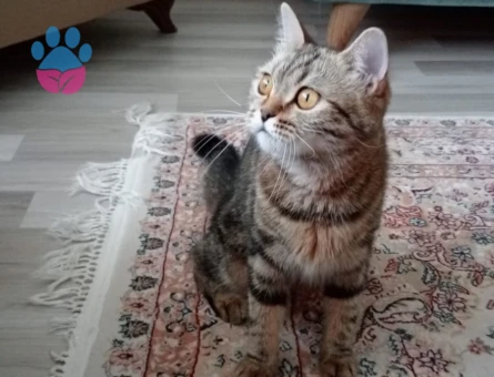 british bengal kırması dişi kedimize eş