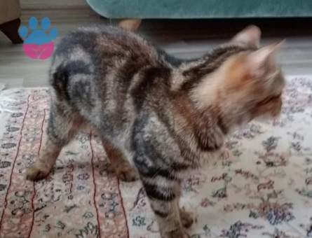 british bengal kırması dişi kedimize eş