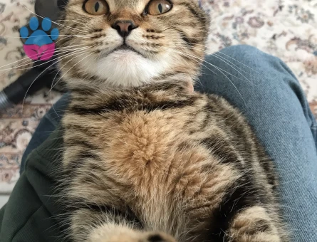 british bengal kırması dişi kedimize eş