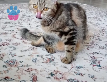 british bengal kırması dişi kedimize eş