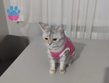 Scottish Straight Kızgınlıkta Eş Arıyor