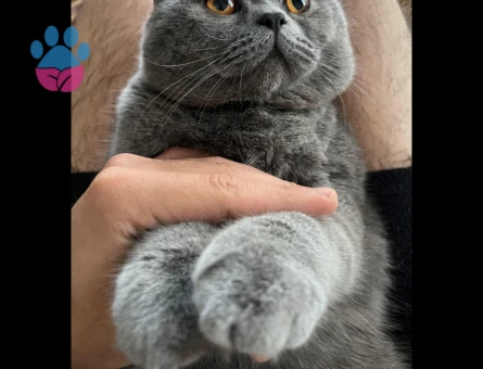 Oğlumuza eş arıyoruz