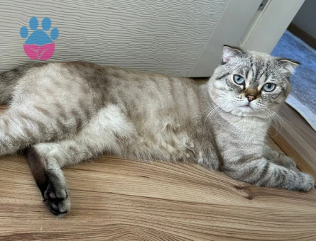 Scottish Fold Oğlumuza Dişi Eş Aranıyor