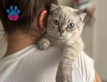 Scottish Fold Oğlumuza Dişi Eş Aranıyor