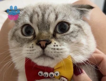 Scottish Fold Oğlumuza Dişi Eş Aranıyor