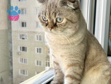 Scottish Fold Oğlumuza Dişi Eş Aranıyor