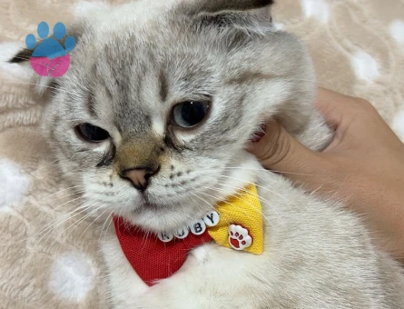 Scottish Fold Oğlumuza Dişi Eş Aranıyor