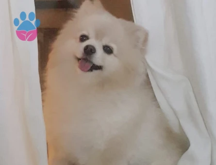 Barnie erkek köpeğimize eş arıyoruz